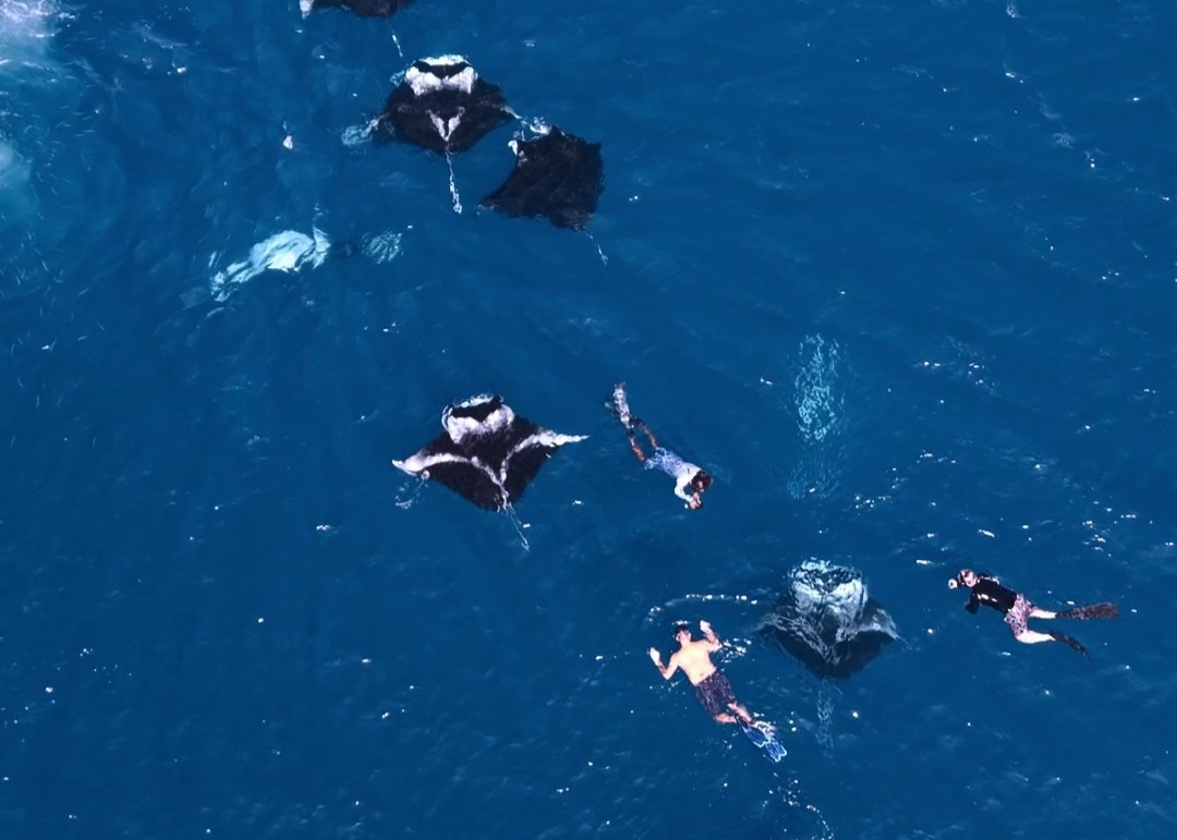Majestic whale shark swimming in crystal clear Maldivian waters